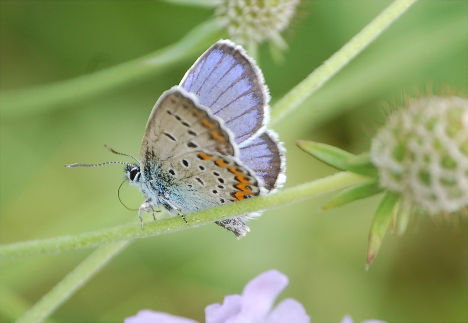 Ci provo: Plebejus idas